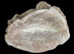 Xiphactinus (Cretaceous Fish) Vertebra - Kansas #64164-1